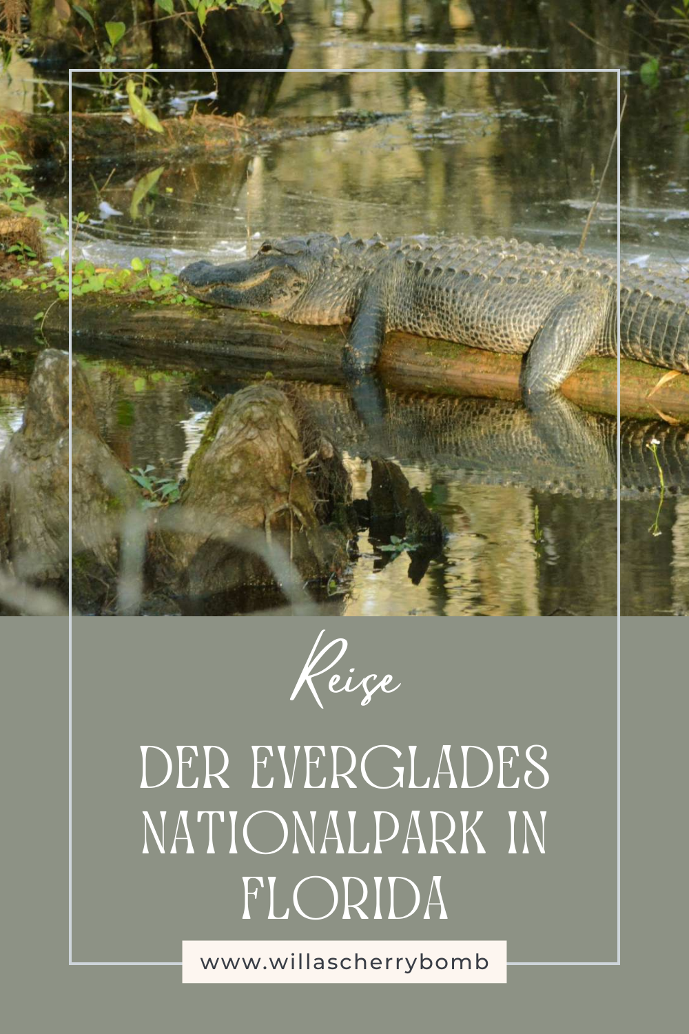 Entdecke die Wildnis Der Everglades Nationalpark in Florida