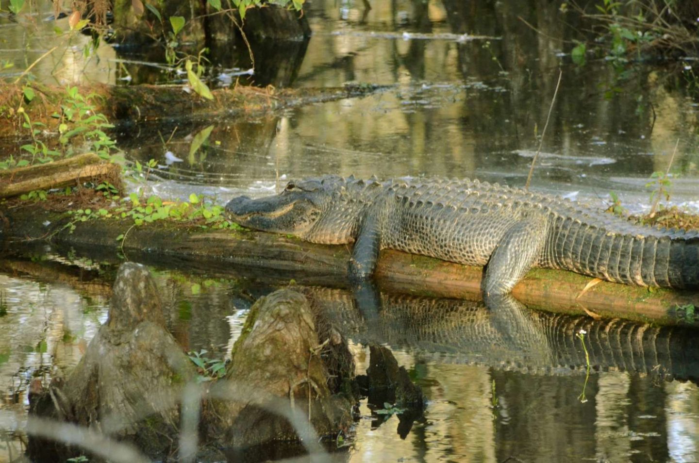 Entdecke die Wildnis: Der Everglades Nationalpark in Florida