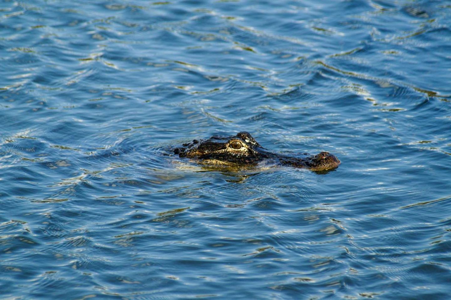 Entdecke die Wildnis: Der Everglades Nationalpark in Florida