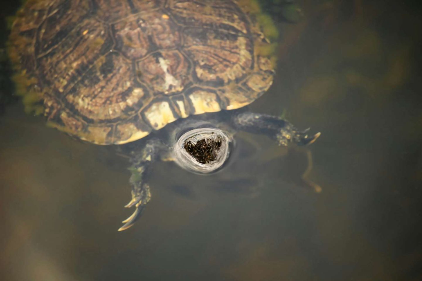 Entdecke die Wildnis: Der Everglades Nationalpark in Florida