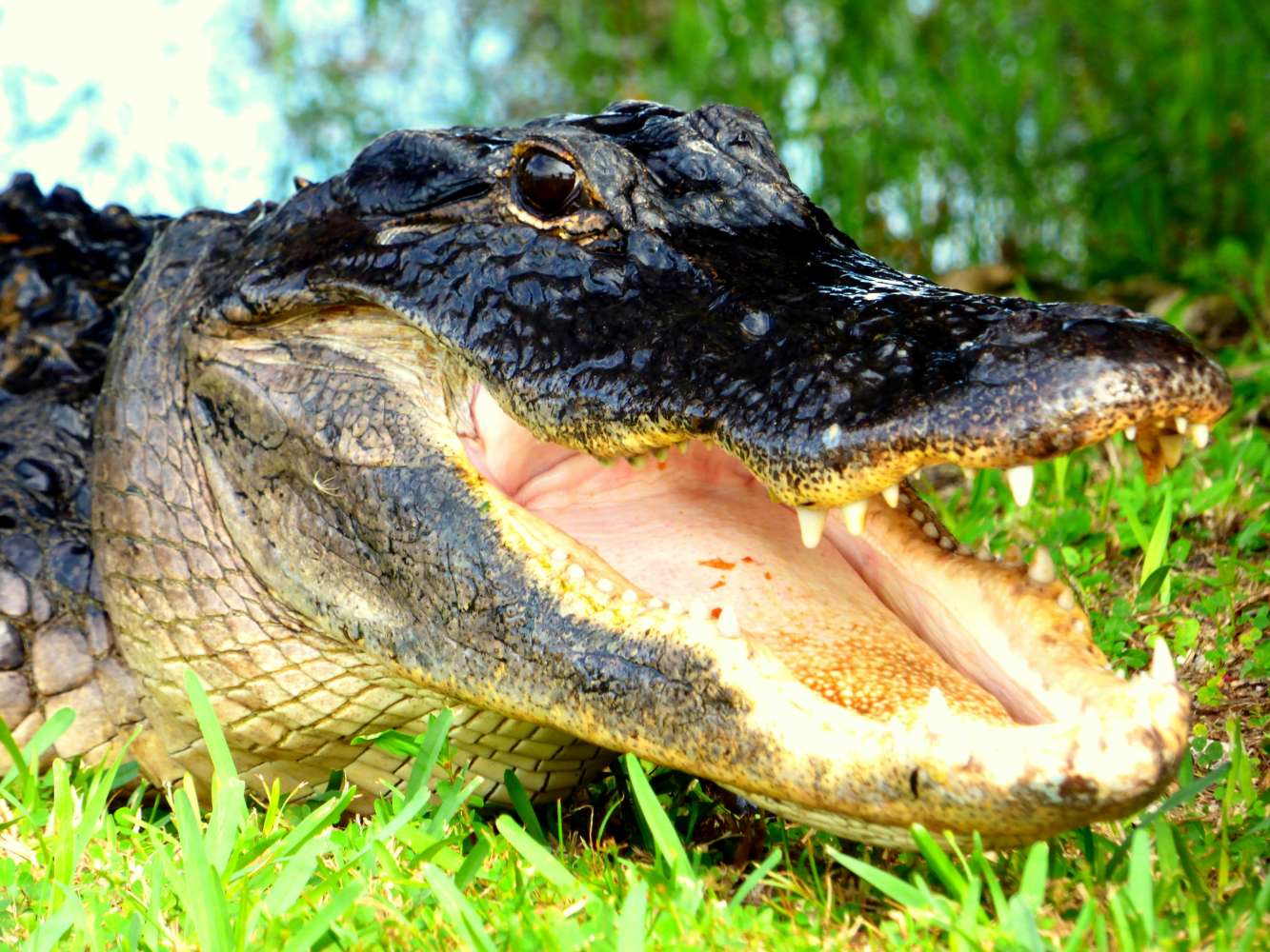 Aligator
