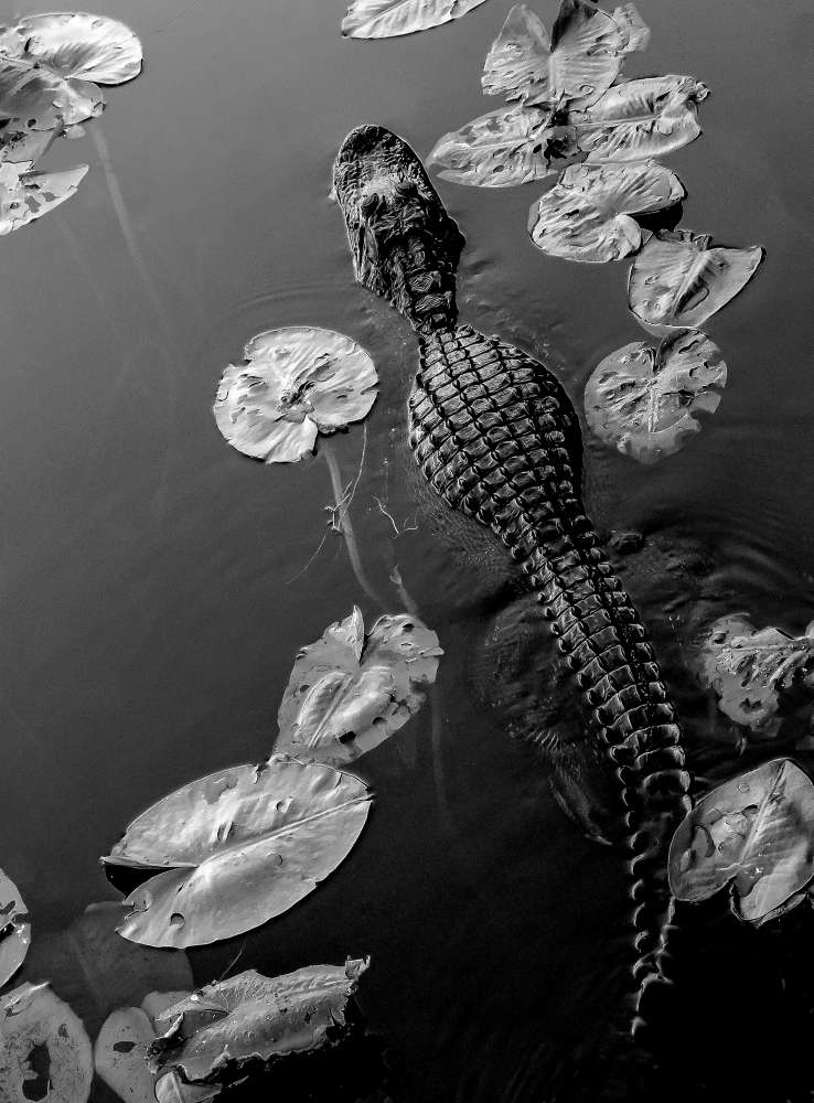 Entdecke die Wildnis: Der Everglades Nationalpark in Florida