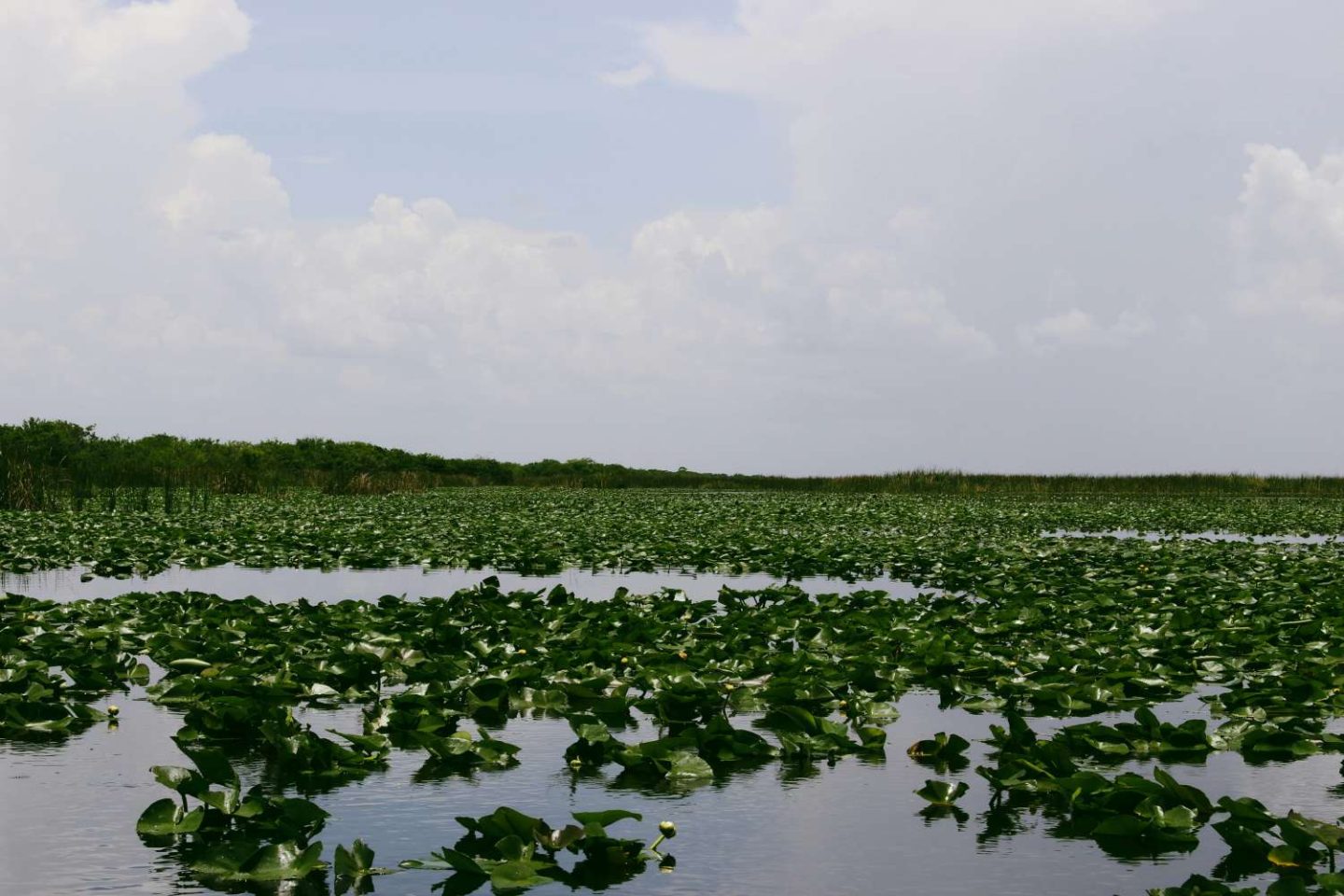 Entdecke die Wildnis: Der Everglades Nationalpark in Florida