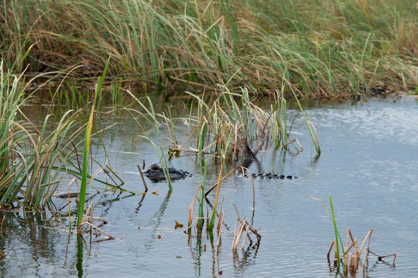 Entdecke die Wildnis: Der Everglades Nationalpark in Florida